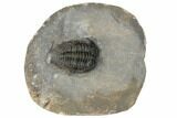 1.4" Rare, Gondwanaspis Trilobite - Issoumour, Morocco - #191734-5